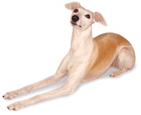 Whippet Creative - Golda